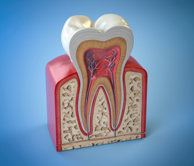 Anatomical tooth model showing cross-section with pulp, dentin, and roots against blue background.